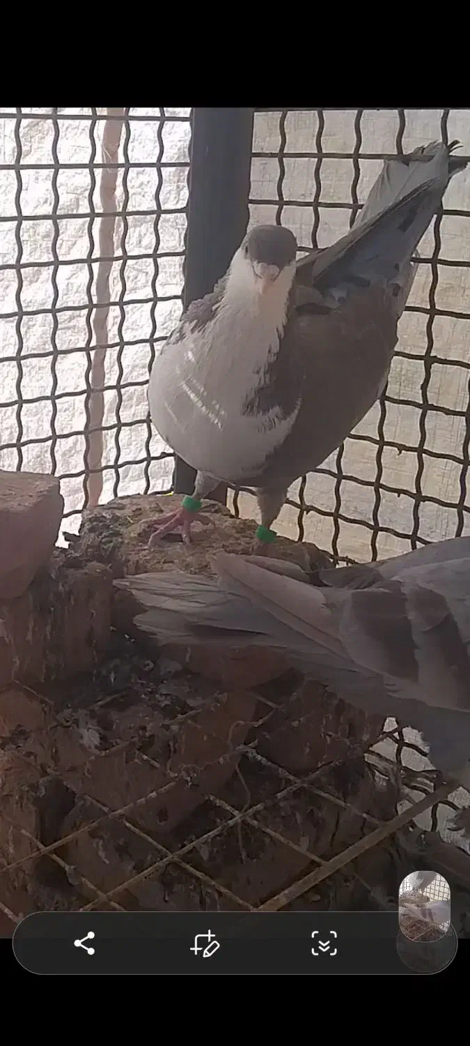 ریش|پرنده|درمیان, |دیوار