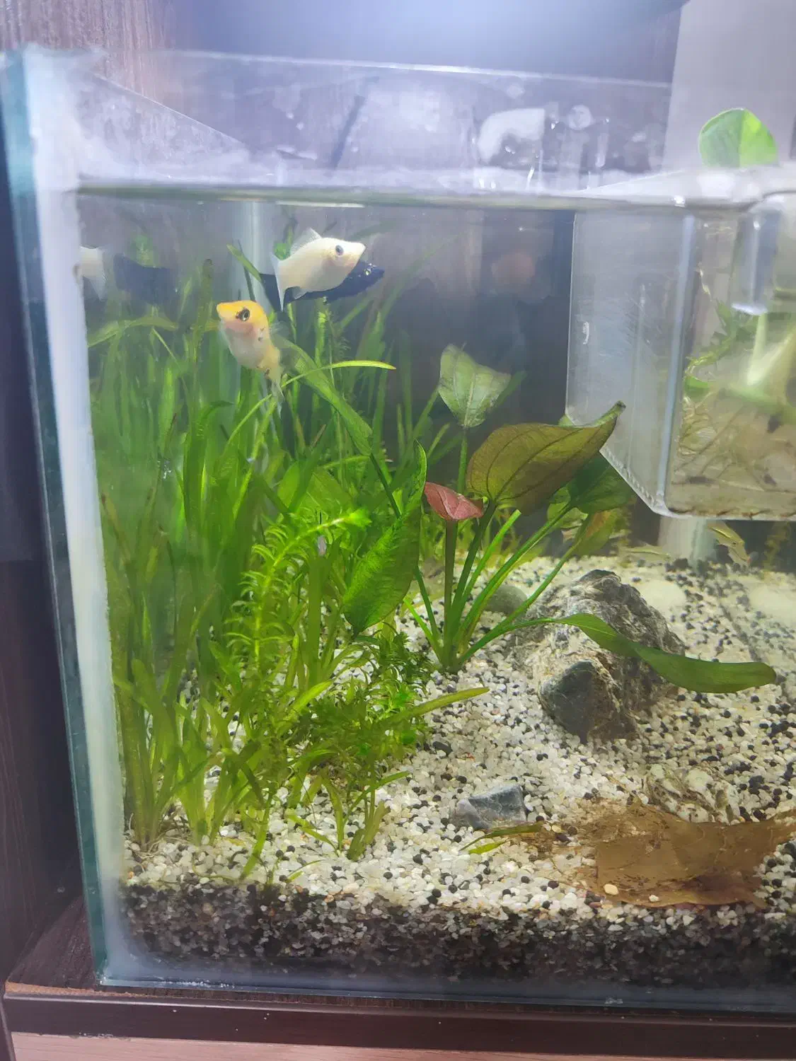 2 تا اکواریوم پلنت|ماهی|قم, پردیسان|دیوار