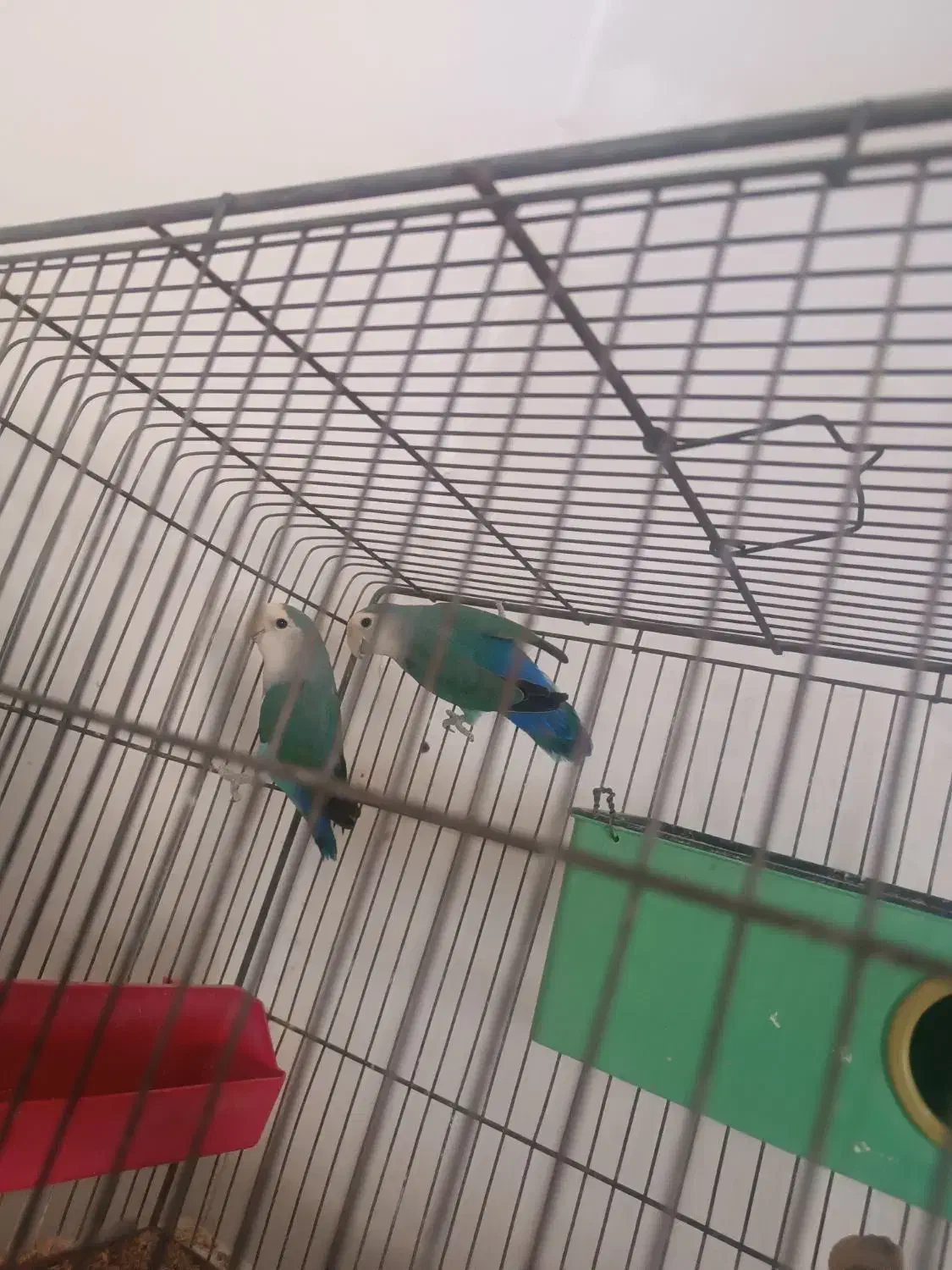 فروش دوتا طوطی برزیلی|پرنده|دورود, |دیوار