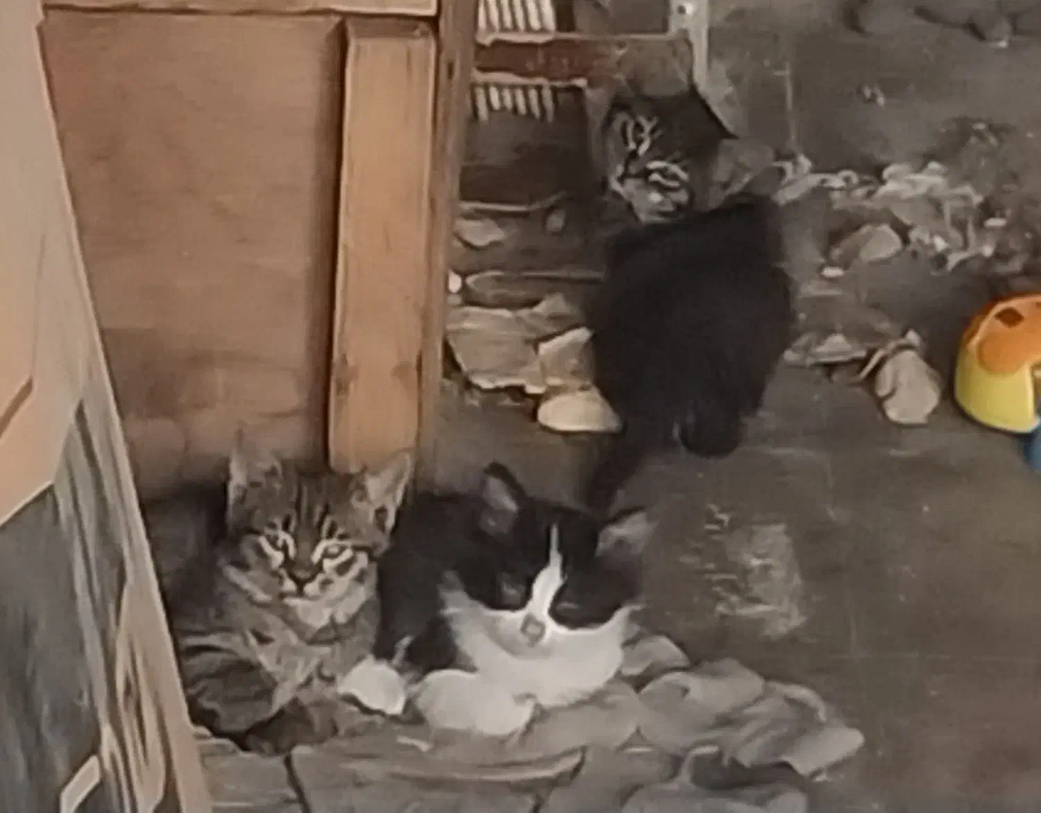 واگذاری رایگان بچه گربه های بی سرپرست|گربه|کرج, شهرک اوج|دیوار