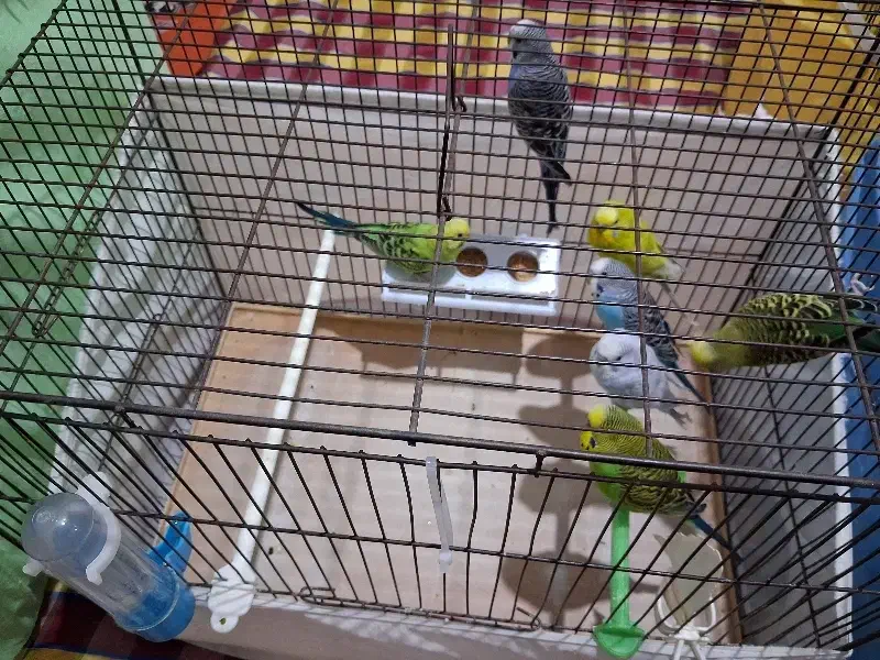 عروس هلندی مولد ، مرغ عشق ، فنچ نر|پرنده|قزوین, |دیوار