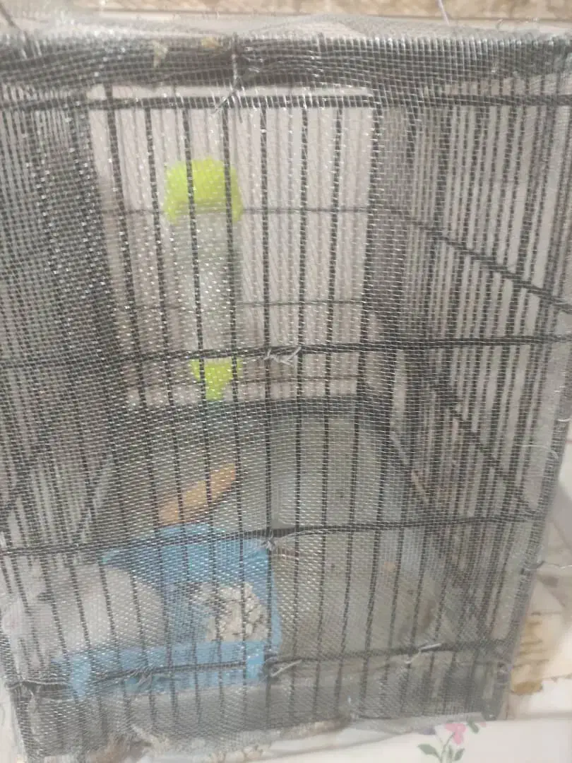 قفس تمیز پرنده و همستر|لوازم جانبی حیوانات|شیراز, قلعه نو|دیوار