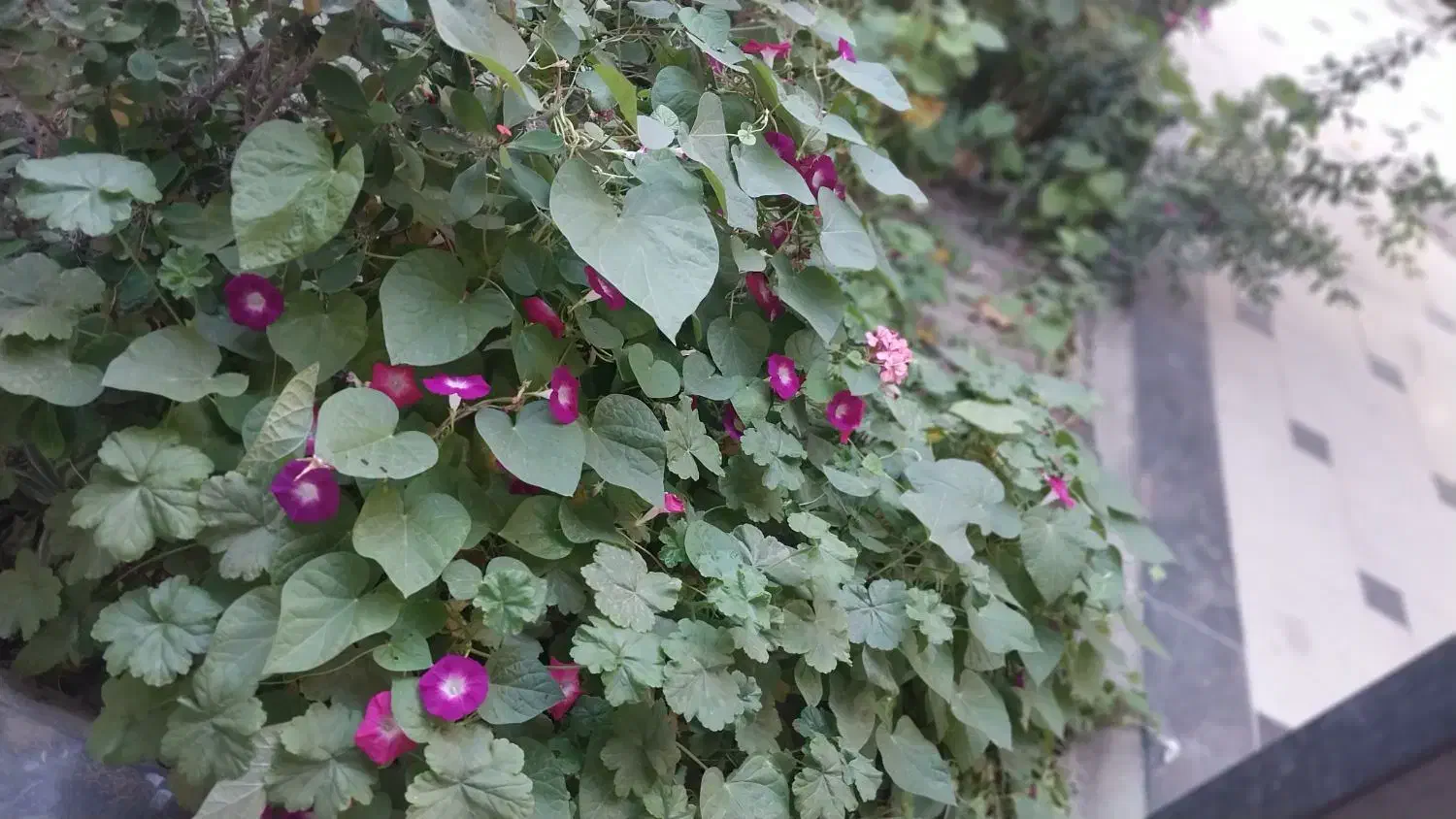 فروش خانه ویلایی|فروش خانه و ویلا|تبریز, |دیوار