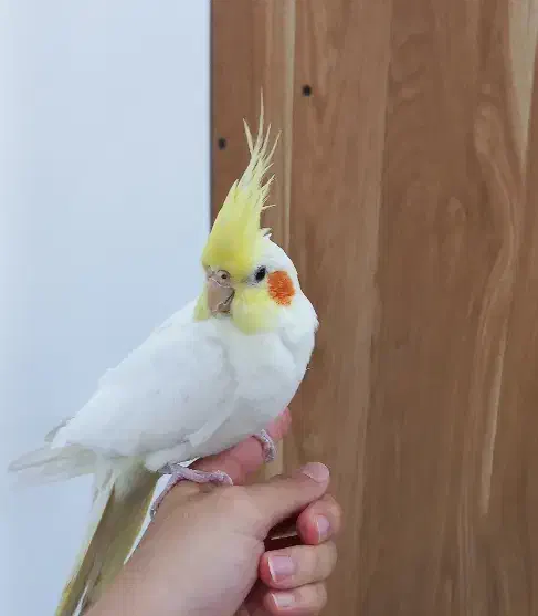 عروس هلندی نر|پرنده|خمین, |دیوار