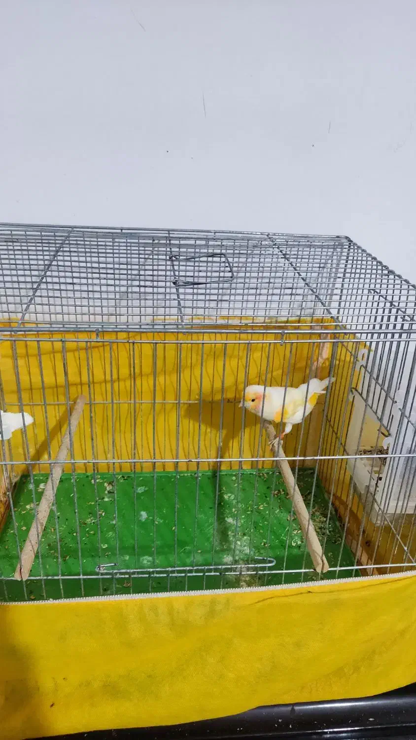 قناری موزاییکی|پرنده|محمدشهر, شهرک پیام (مهرالبرز)|دیوار