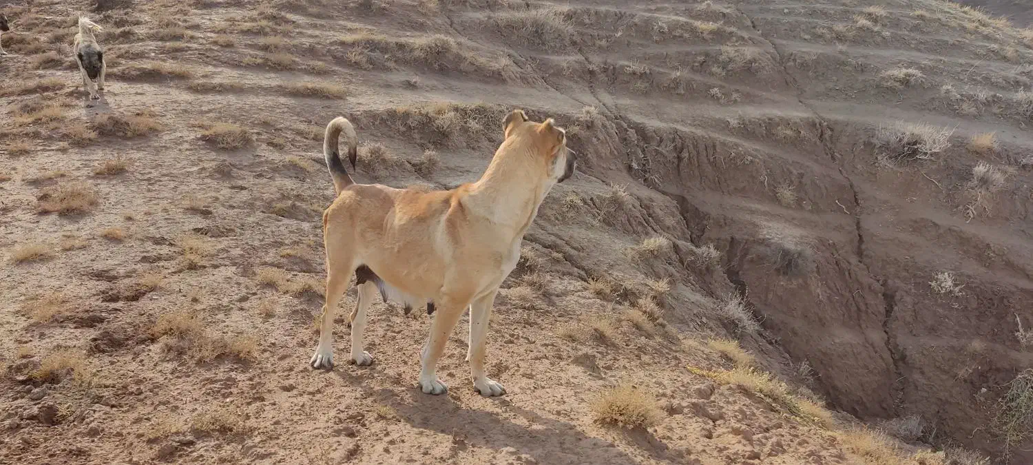 سگ ماده فروش|سگ|چاراویماق, |دیوار