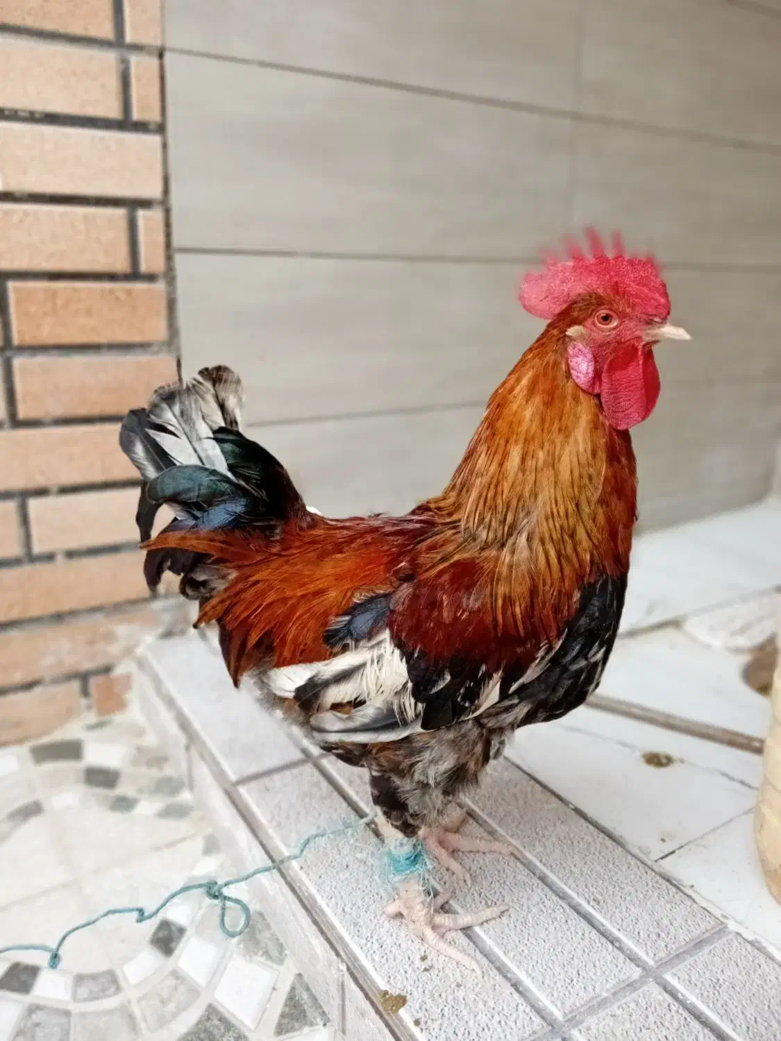 خروس|حیوانات مزرعه|امیدیه, |دیوار