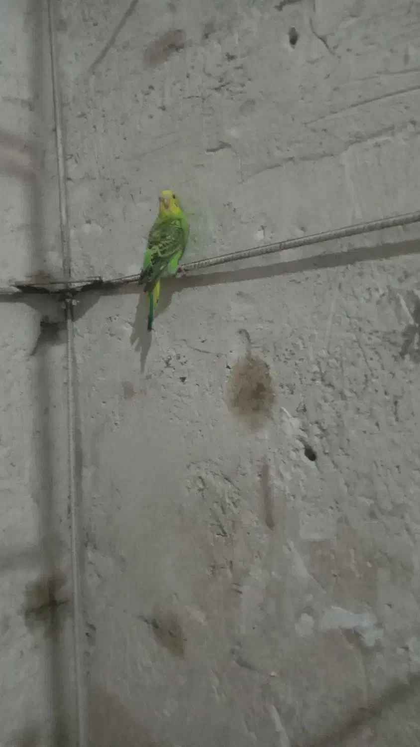 مرغ عشق|پرنده|تربت جام, شهرک آزادگان|دیوار