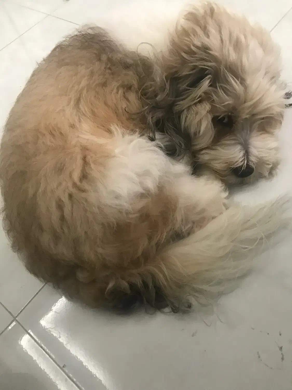 شیتزو تریر رایگان|سگ|تهران, دانشگاه شریف|دیوار