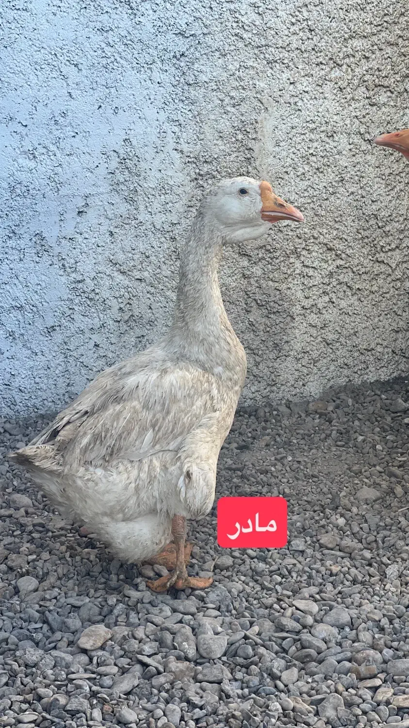 قوغاز قو غاز|حیوانات مزرعه|شاهرود, |دیوار