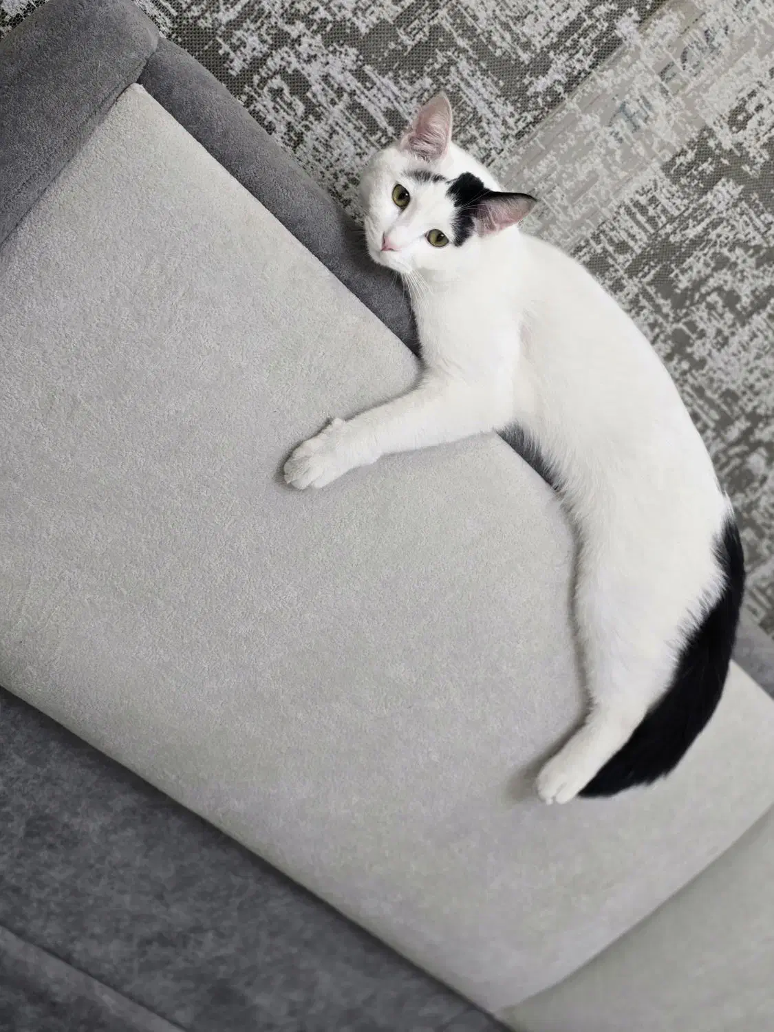 گربه نر یکساله|گربه|شهریار, شهریار|دیوار