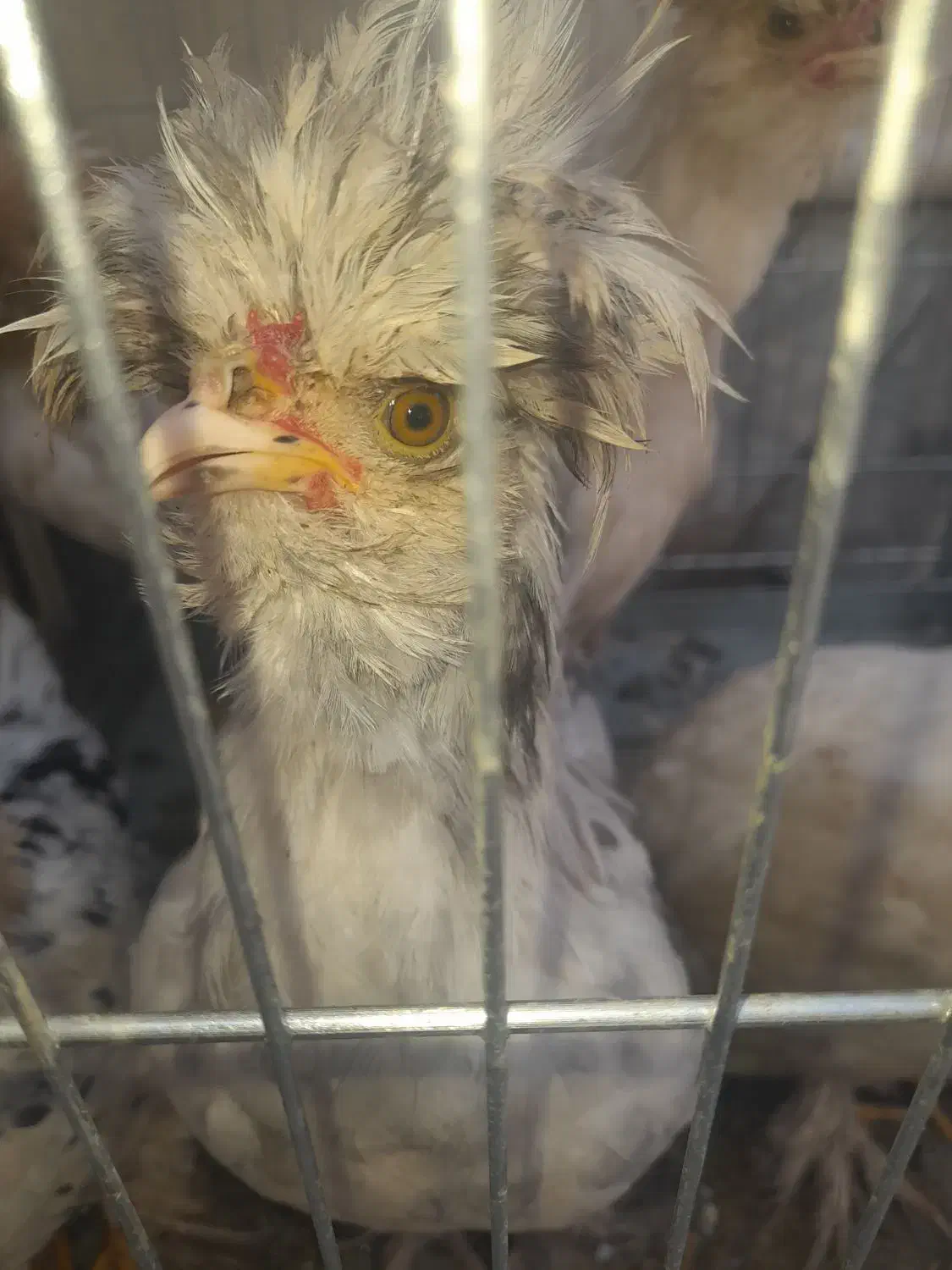 ۵ تا مرغ و خروس سلطان. فوق العاده زیبا|حیوانات مزرعه|اصفهان, طامه|دیوار