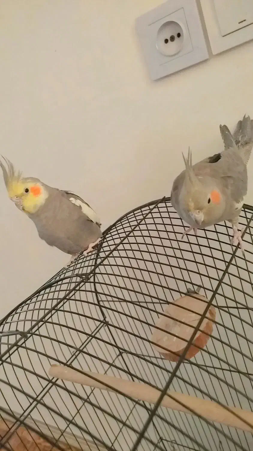 جفت عروس هلندی دستی|پرنده|پاکدشت, کبودگنبد|دیوار