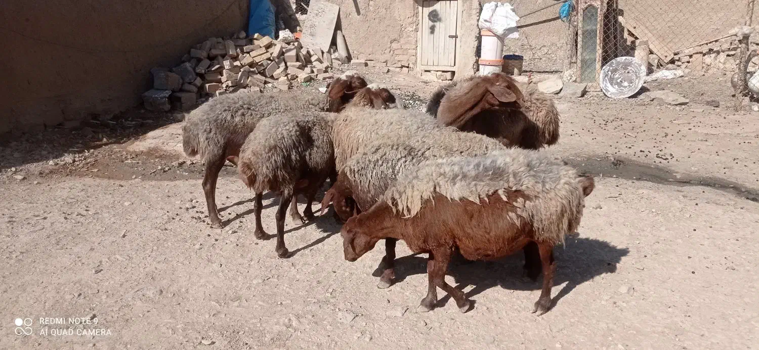 میش ‌مهربان آبستن درجه یک باب خانه دار|حیوانات مزرعه|خنداب, |دیوار