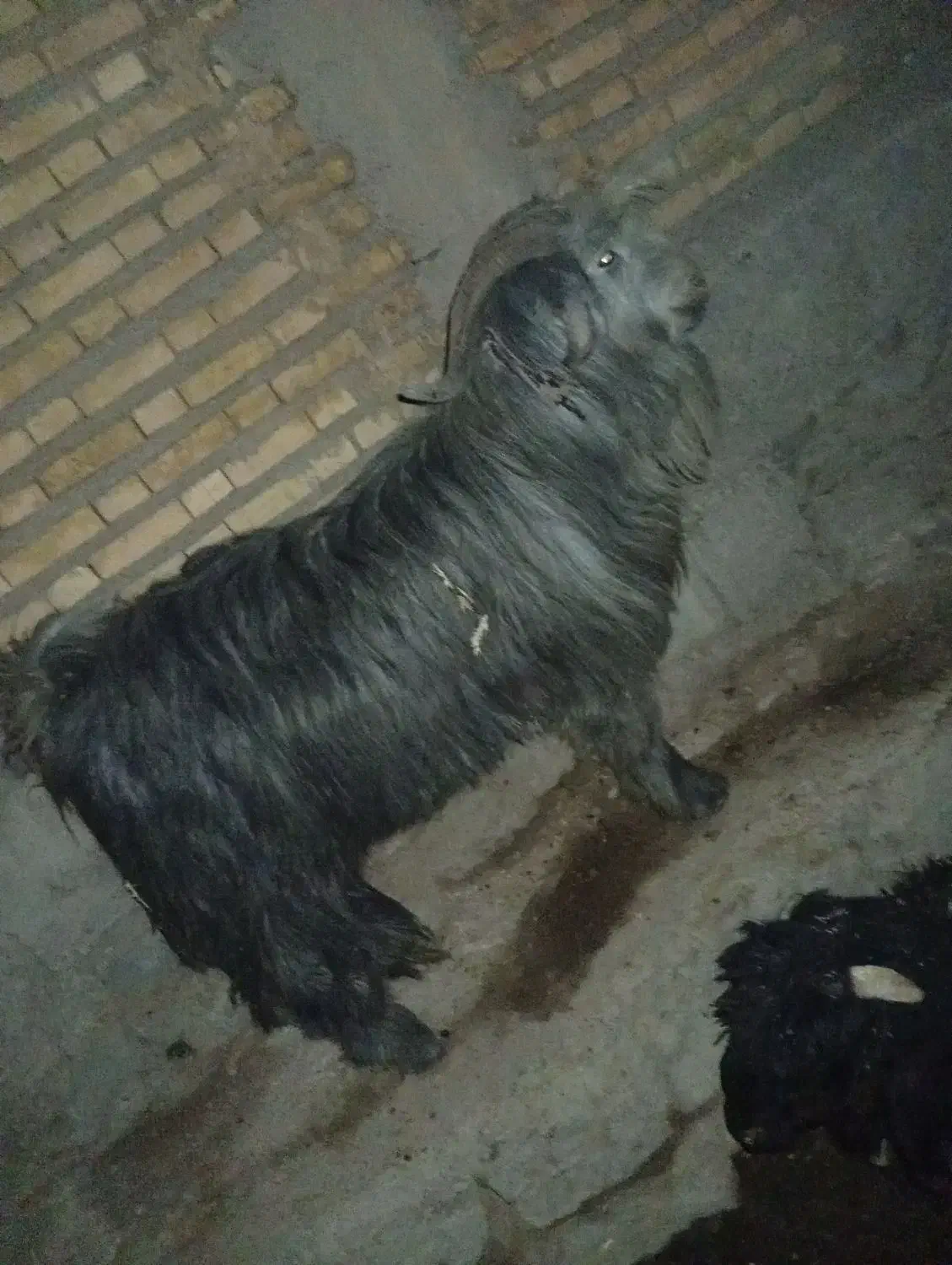 دو بور درجه یک|حیوانات مزرعه|لالی, |دیوار