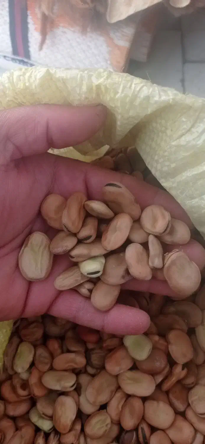 بذر باقالا|گل و گیاه طبیعی|نکا, |دیوار