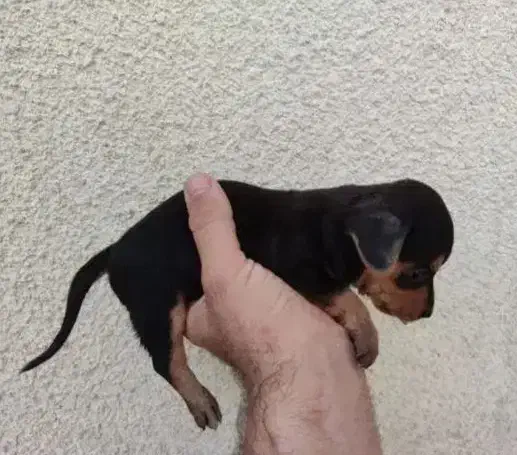 سگ مینیاتور پینچر|سگ|کرمانشاه, |دیوار