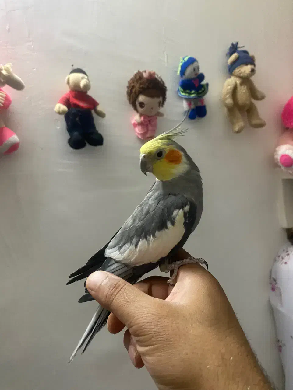 عروس هلندی|پرنده|گنبد کاووس, |دیوار