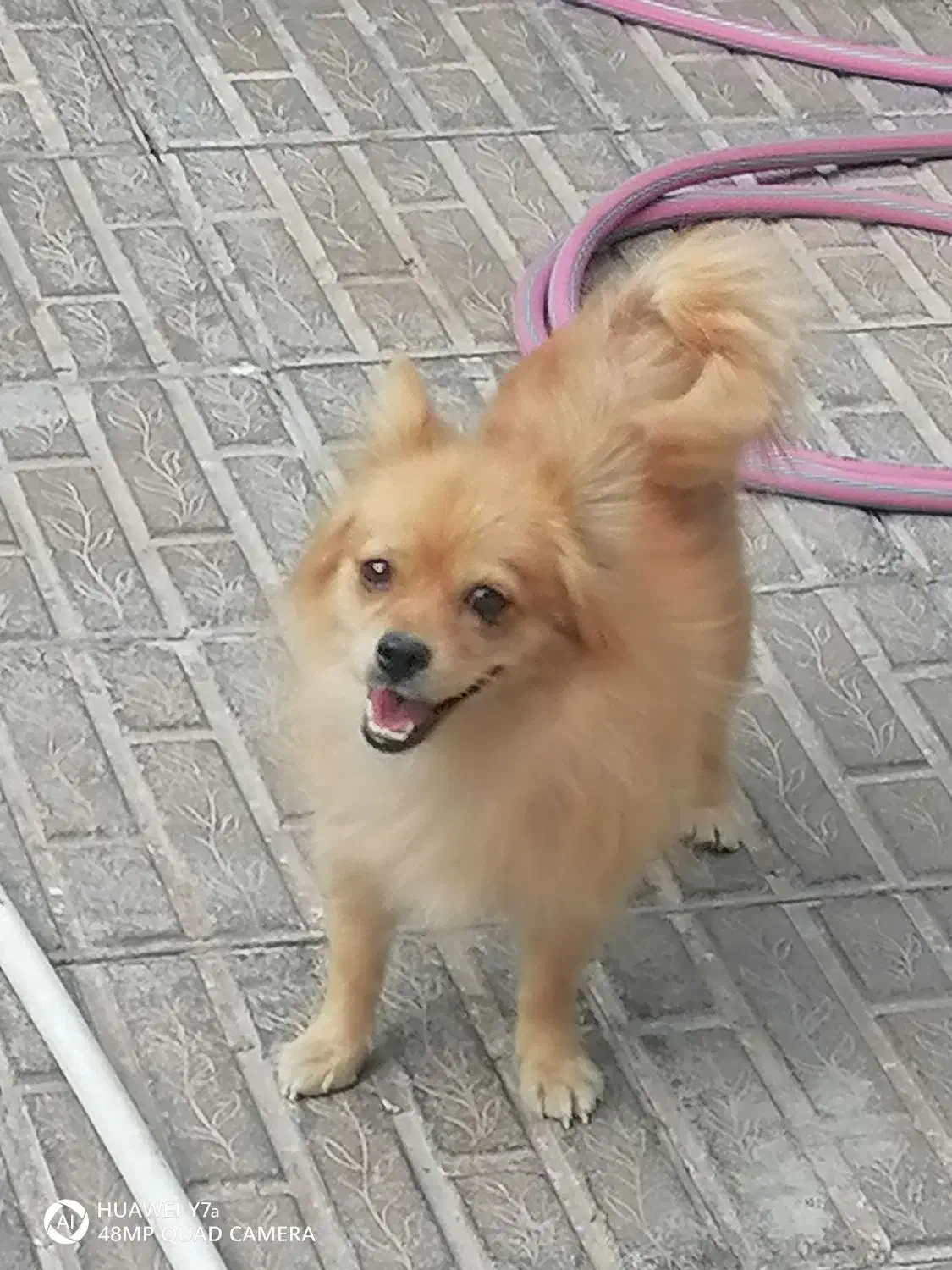 سگ پامر|سگ|بم, |دیوار