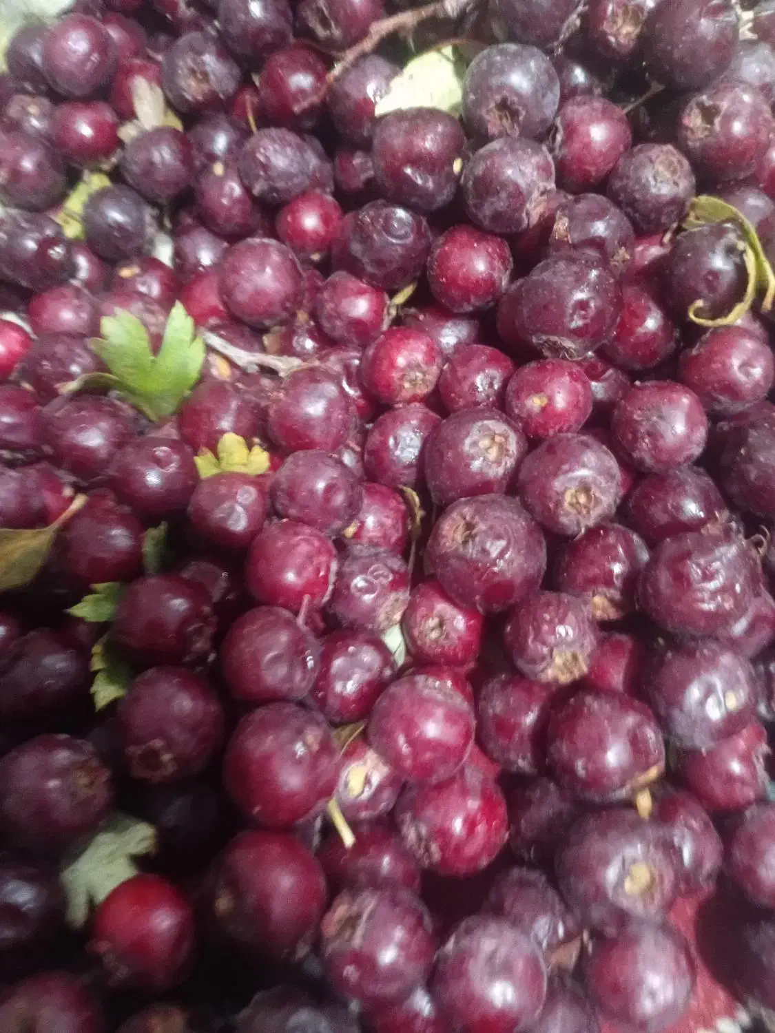 زال زالک|عمده‌فروشی|تاکستان, |دیوار