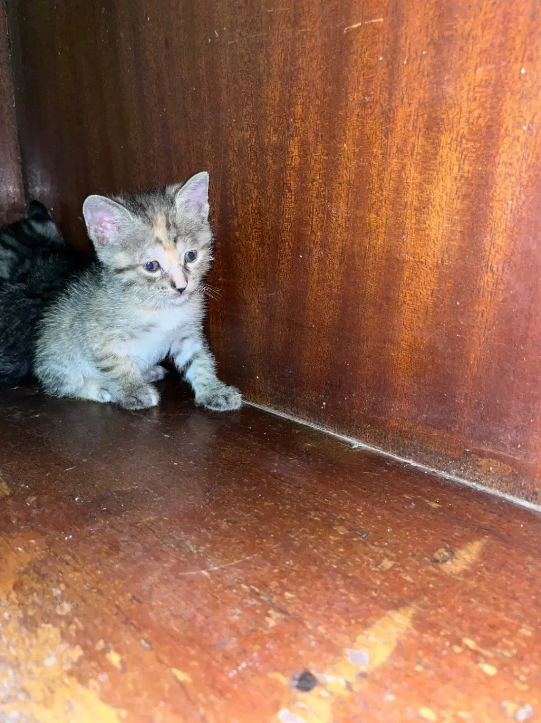 گربه|گربه|ساری, |دیوار