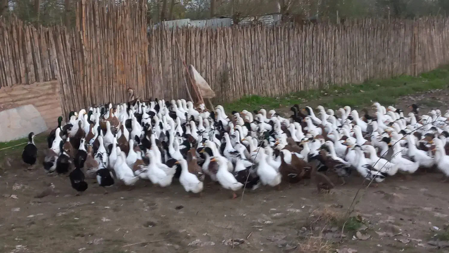 فروش اردک نر محلی|حیوانات مزرعه|آستانه اشرفیه, |دیوار