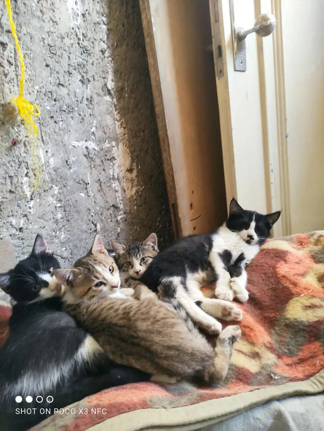 واگزاری 4تا بچه گربه|گربه|کرمانشاه, |دیوار