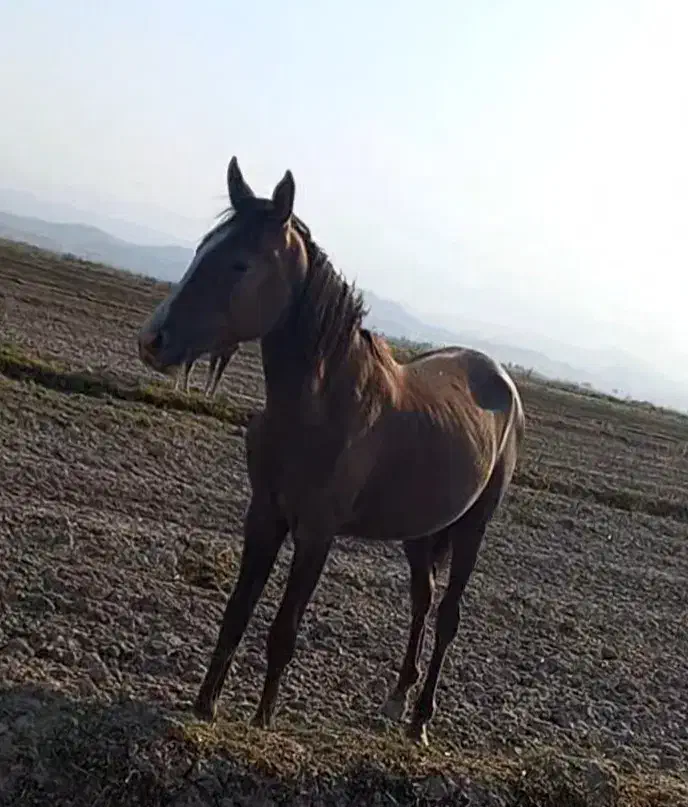 کره مادون 1سال7ماه|اسب و تجهیزات اسب‌سواری|رامهرمز, |دیوار