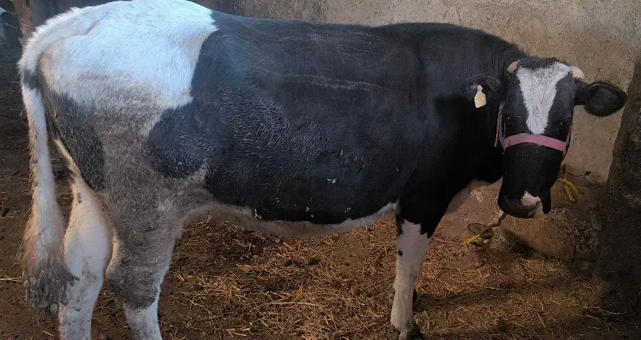 گاو گوشتی|حیوانات مزرعه|مشگین شهر, |دیوار