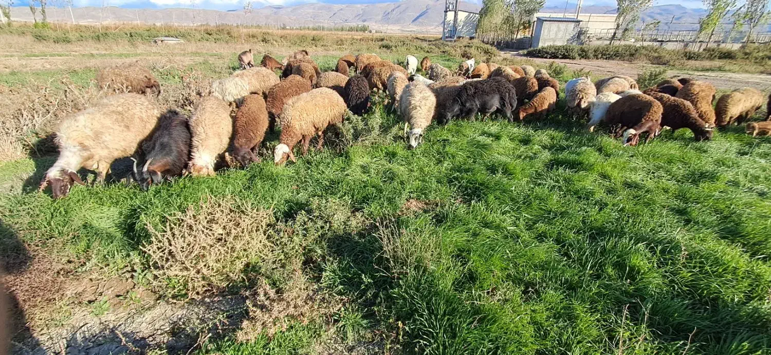 گوسفند بره دار جوان|حیوانات مزرعه|هیر, |دیوار