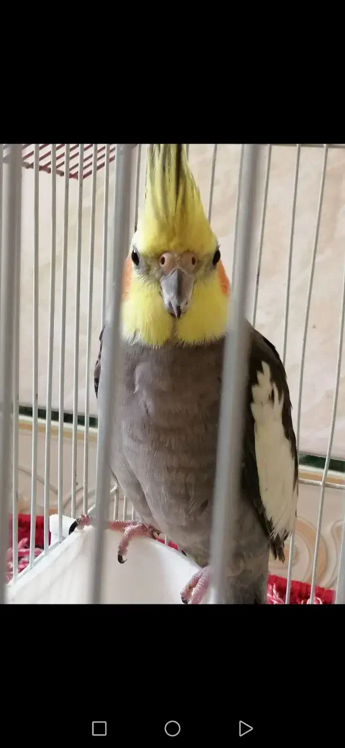 عروس هلندی|پرنده|آق قلا, |دیوار