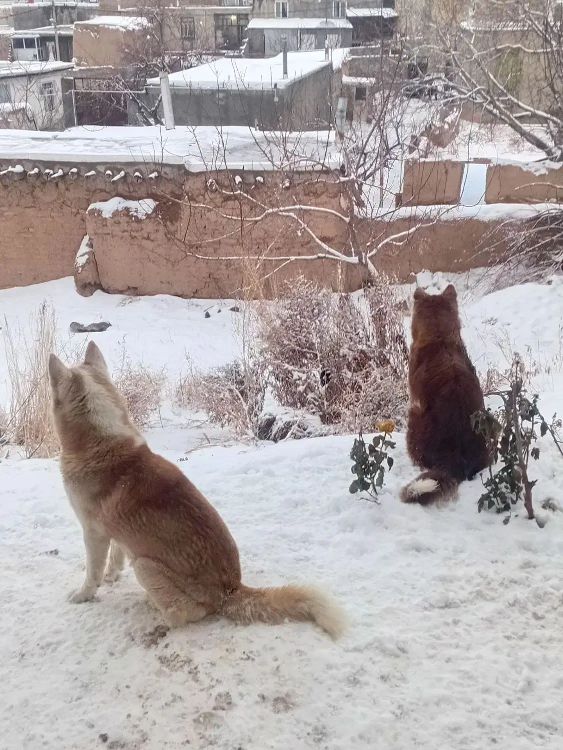 فروشی|سگ|بزینه رود, |دیوار