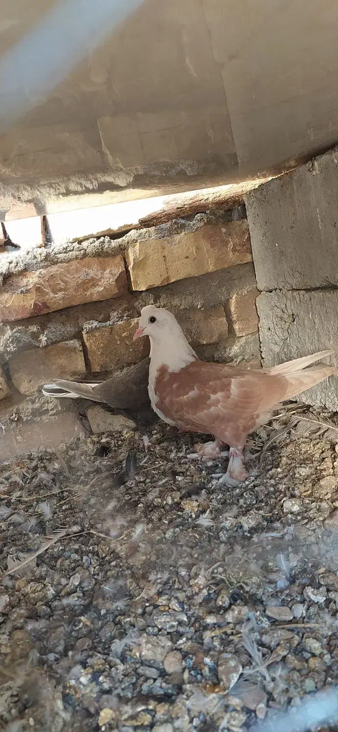 یک جفت جوجه کربلایی|پرنده|زهک, |دیوار