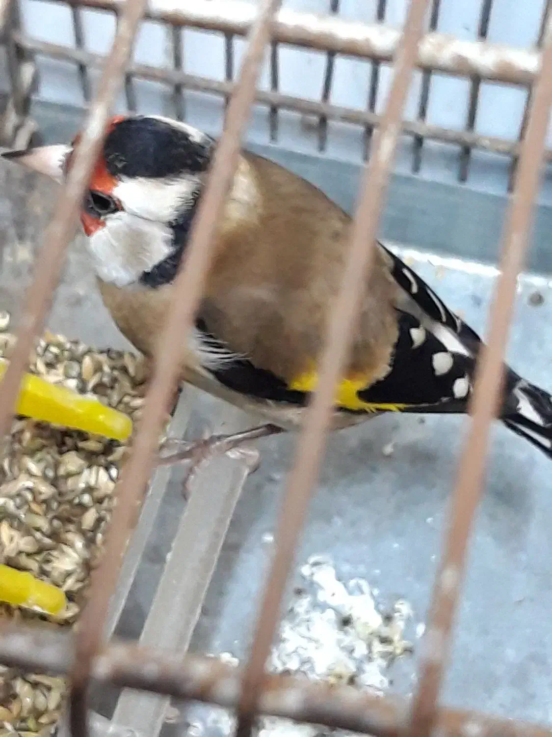 سهره چند ماه قفس بخون|پرنده|اردبیل, |دیوار