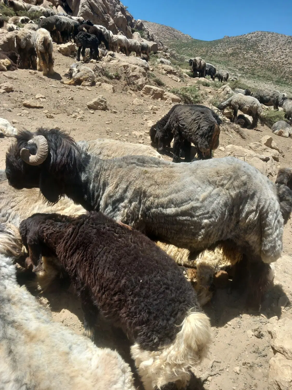 قوچ سیا|حیوانات مزرعه|بابا حیدر, |دیوار