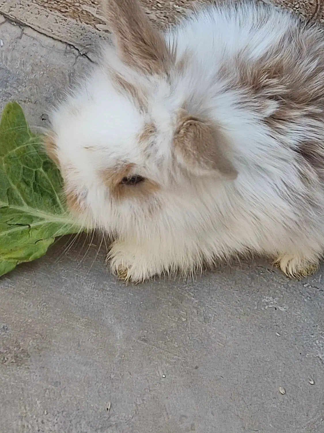 بچه خرگوش لوپ|موش و خرگوش|قم, آذر (نکویی)|دیوار