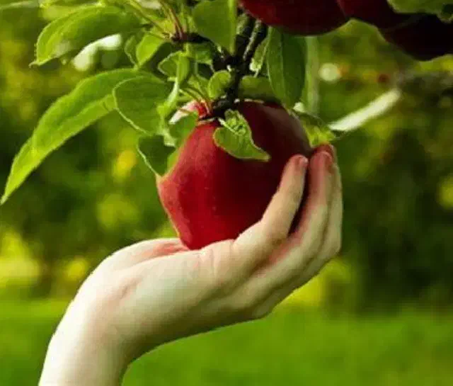 کارگر ساختمان و باغ|خدمات نظافت|ارومیه, |دیوار
