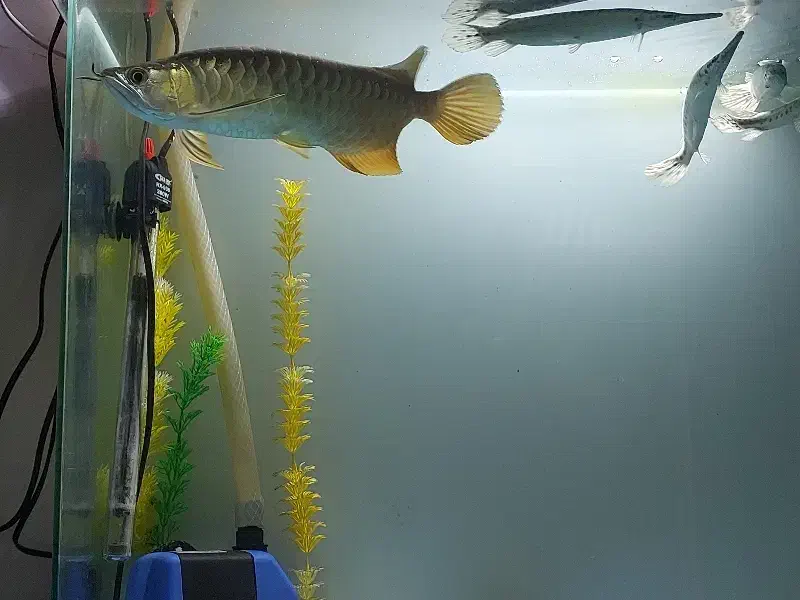 ماهی اکواریوم اروانا گلدن ۲۴k|ماهی|کرمان, |دیوار