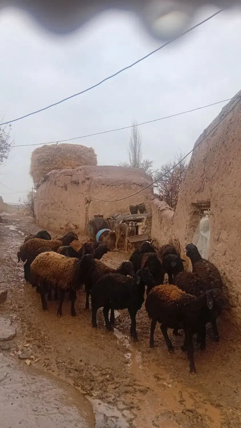 17عدد گوسفند نر جوان دشتی آماده برای پروار بندی|حیوانات مزرعه|حلب, |دیوار