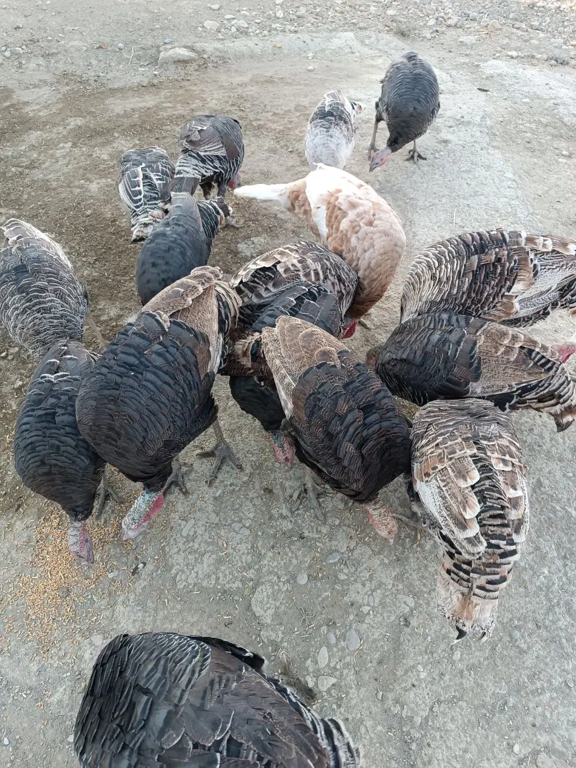 بوقلمون|حیوانات مزرعه|کوهدشت, |دیوار