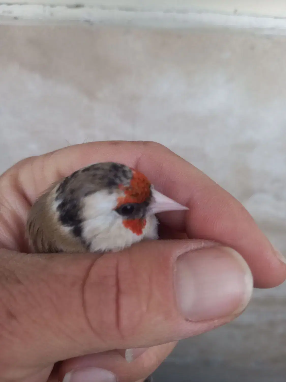 سهره|پرنده|خمین, |دیوار