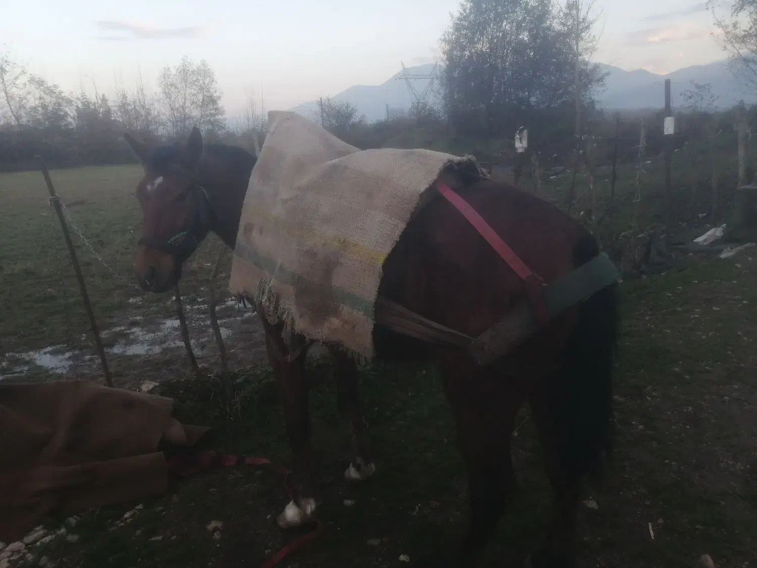 اسب 6 سال عاقل و باری|اسب و تجهیزات اسبسواری|نشتارود, |دیوار