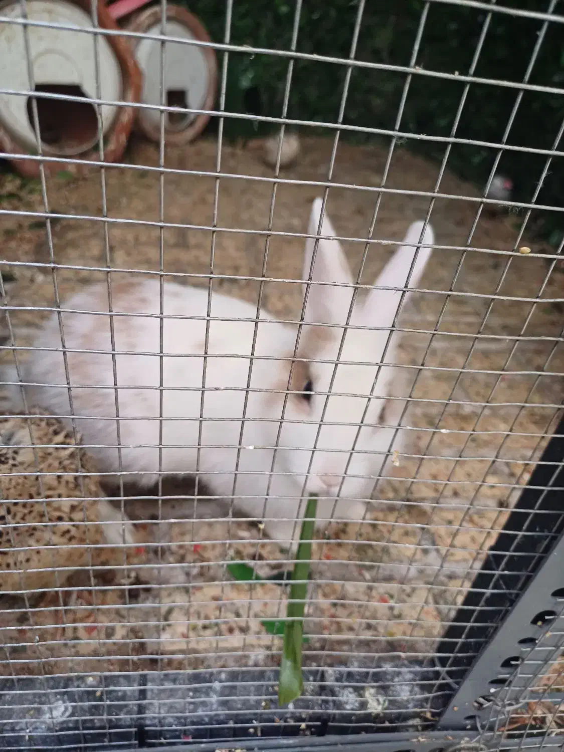 خرگوش|موش و خرگوش|تهران, خانی آباد نو شمالی|دیوار