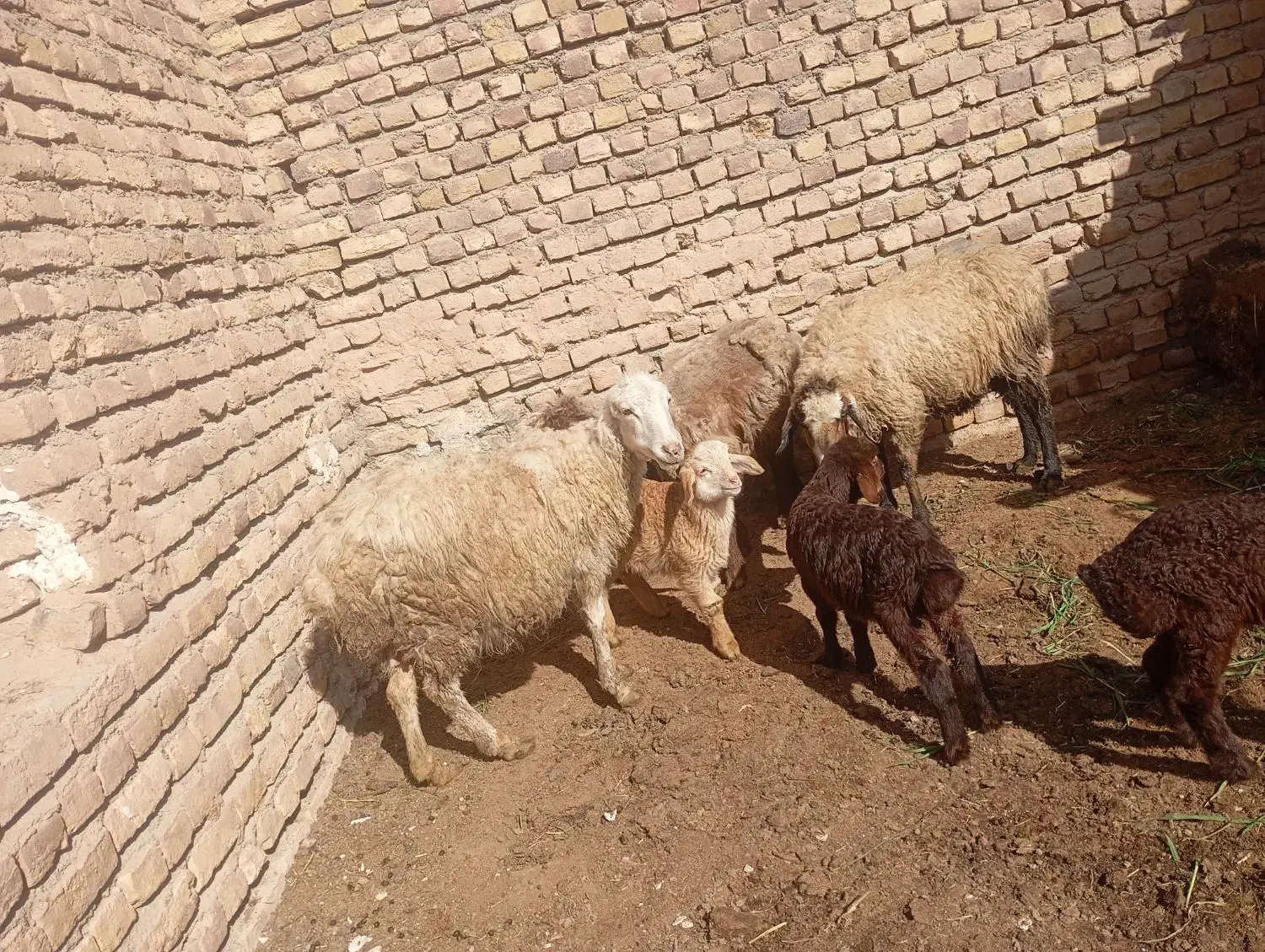 میش زاییده|حیوانات|تربت جام, میان جام|دیوار