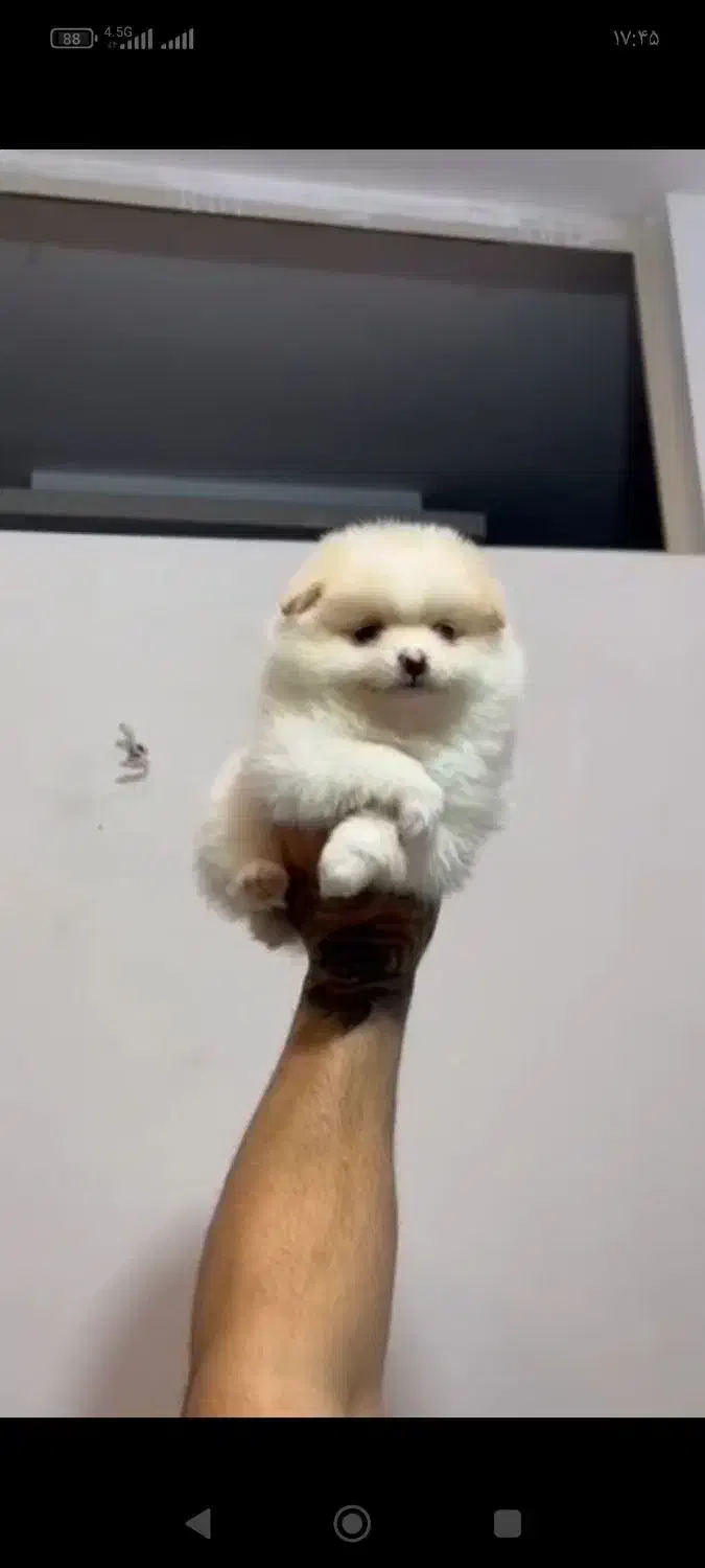 پامر خرسی فول کیفیت|سگ|رشت, دیانتی|دیوار