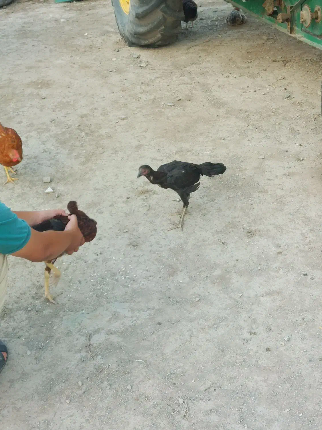 لاری اصیل|حیوانات مزرعه|سیمین شهر, |دیوار