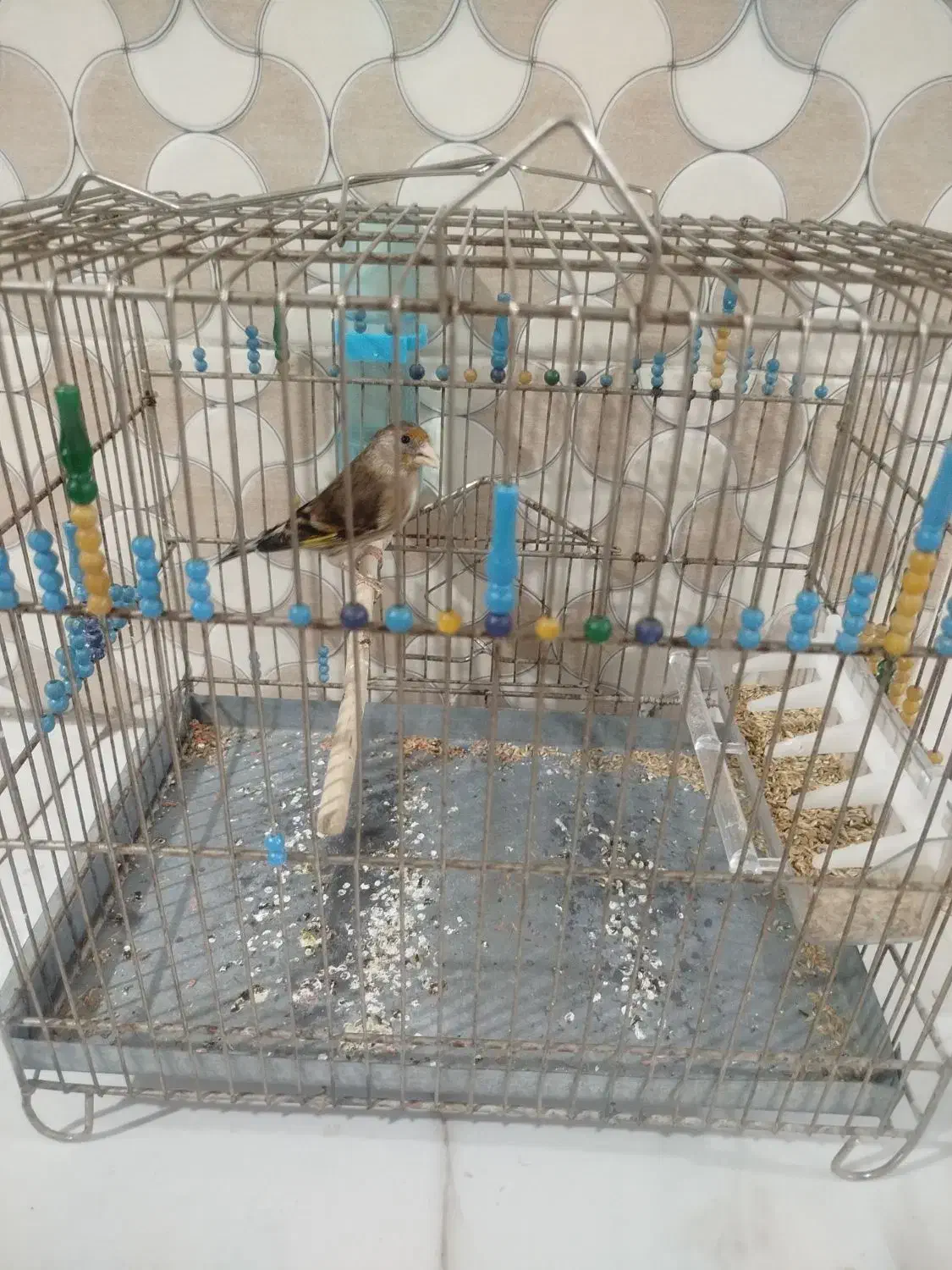 2 تا سهره قناری|پرنده|چهاردانگه (تهران), |دیوار