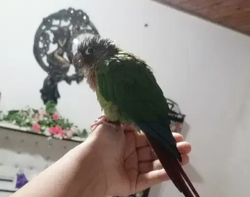 طوطی گرینچیک گمشده|حیوانات|دالخانی, |دیوار