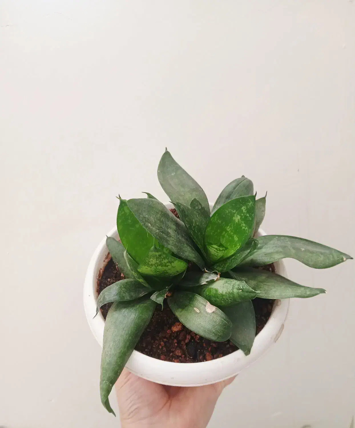 گل طبیعی|گل و گیاه طبیعی|شاهرود, |دیوار