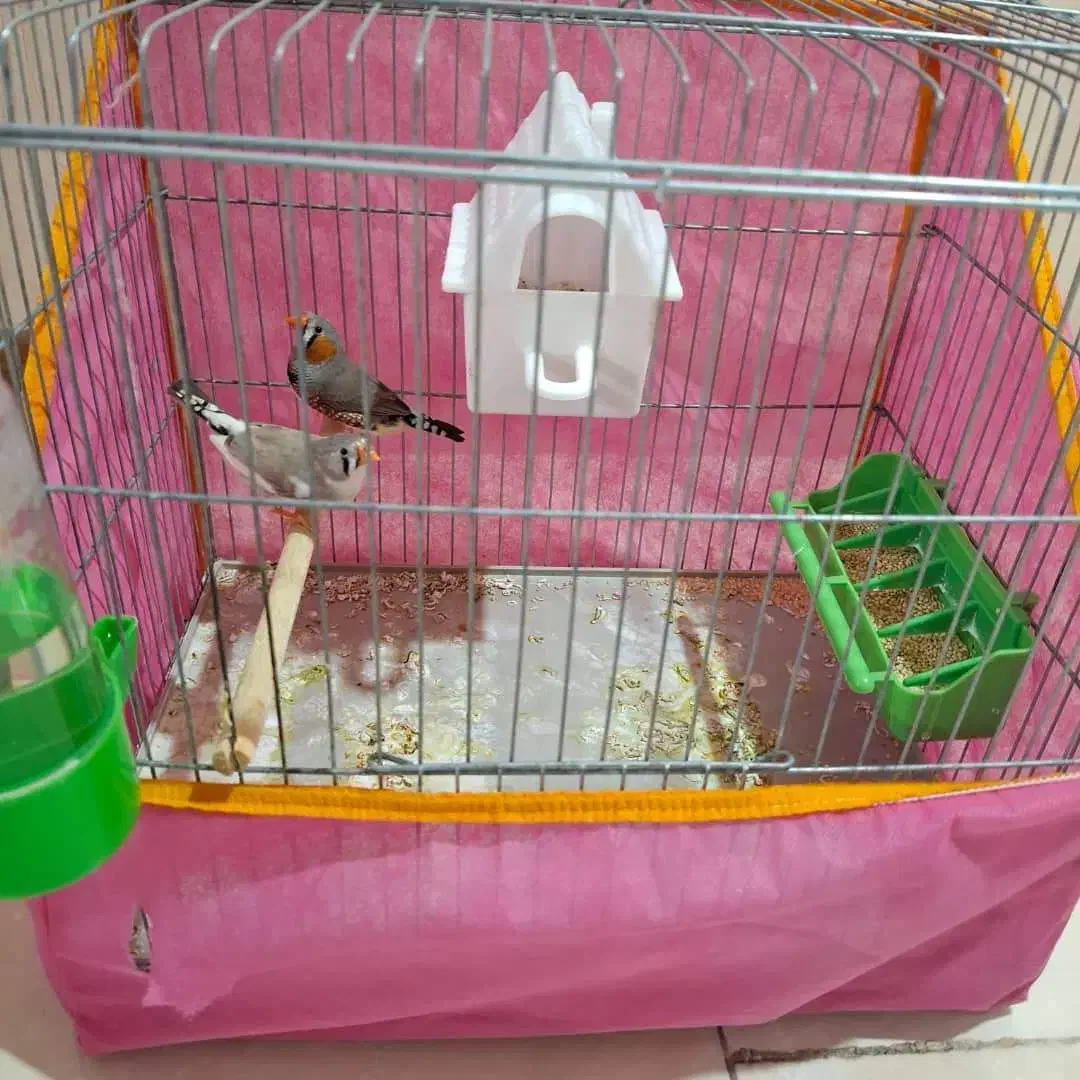 فنج با قفس و لوارم|پرنده|شیراز, سجادیه|دیوار